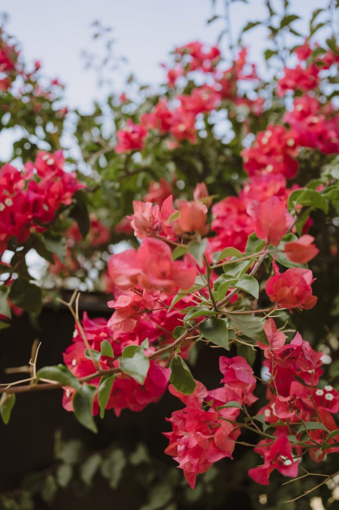 Boda-Hacienda-San-Luis-de-Mejina (246)