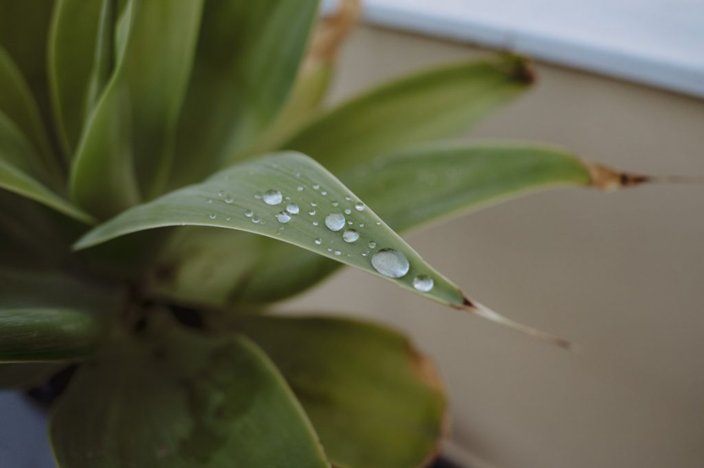 Boda-Hacienda-San-Luis-de-Mejina (310)